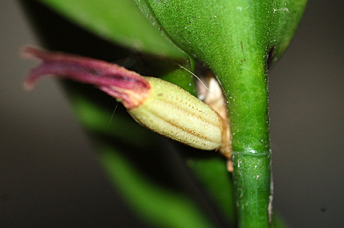 Restrepiella ophiocephala f. red Restr10