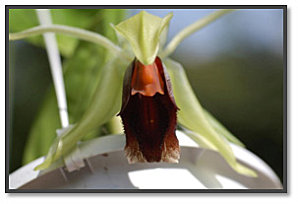 Coelogyne - le genre Sans-t11