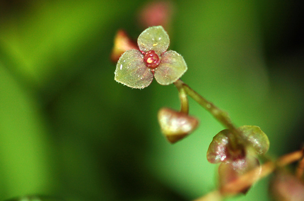 Stelis sp. Stelis10