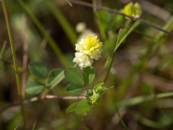 Trifolium campestre - trèfle des champs, trèfle jaune Trasfl11