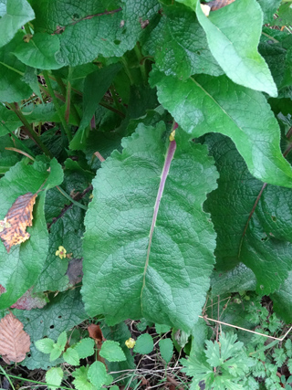 Verbascum nigrum - molène noire, bouillon noir Verbas12