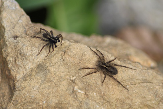 Araignée loup (Lycosidae sp.) Araign10