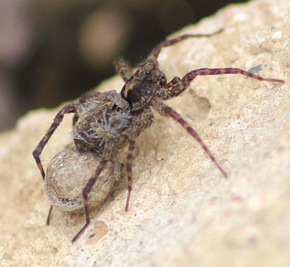 Araignée loup (Lycosidae sp.) Araign11