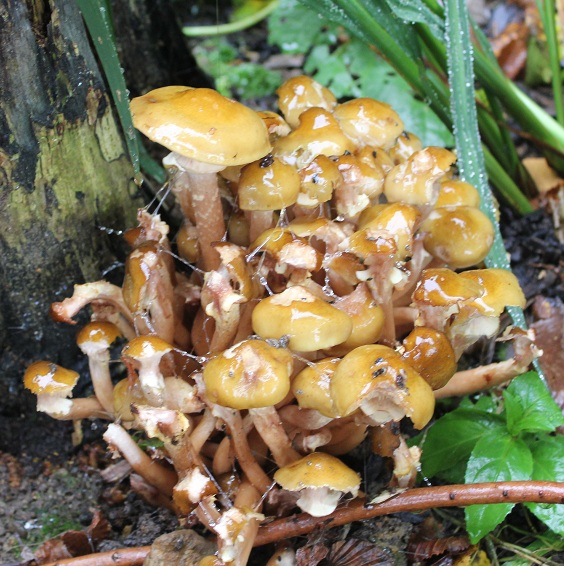 Des champignons dans le jardin Armill10