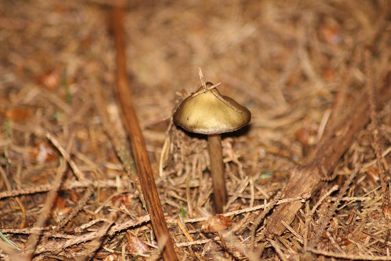 Champignon cuivré (Entoloma sp.) Boletu12