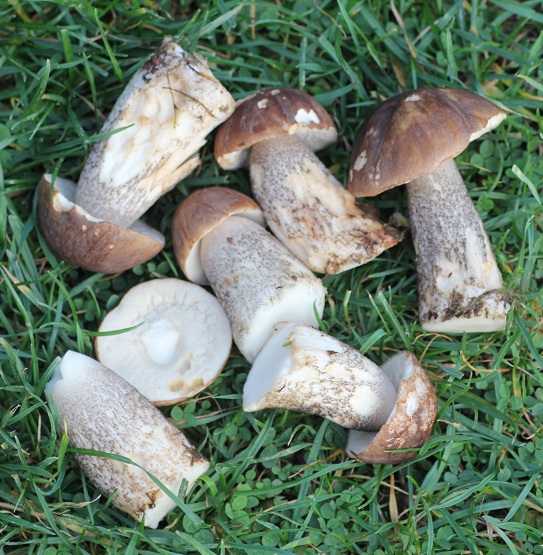 Des champignons dans le jardin Champi21