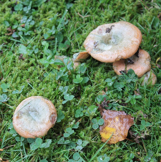 Des champignons dans le jardin Lactai14