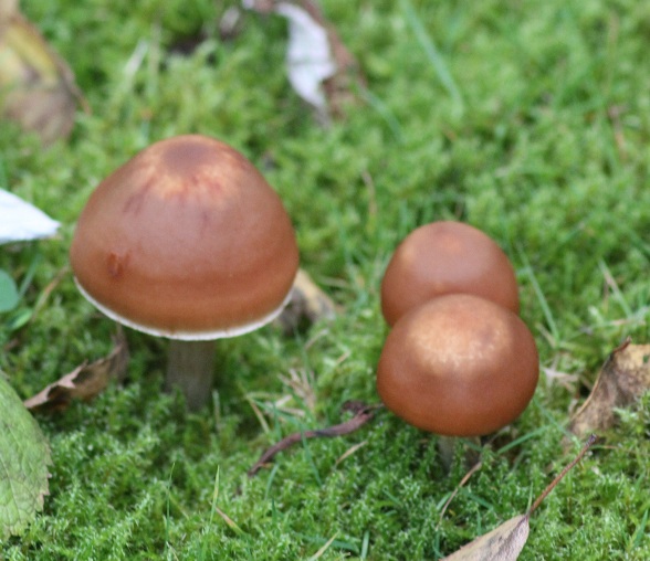 Des champignons dans le jardin Psathy10