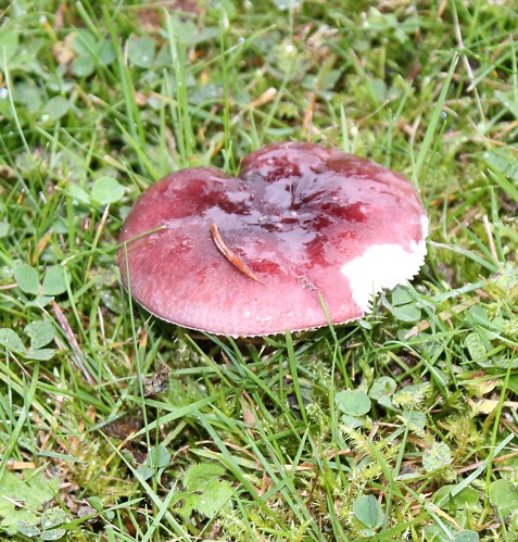 Des champignons dans le jardin Russul14