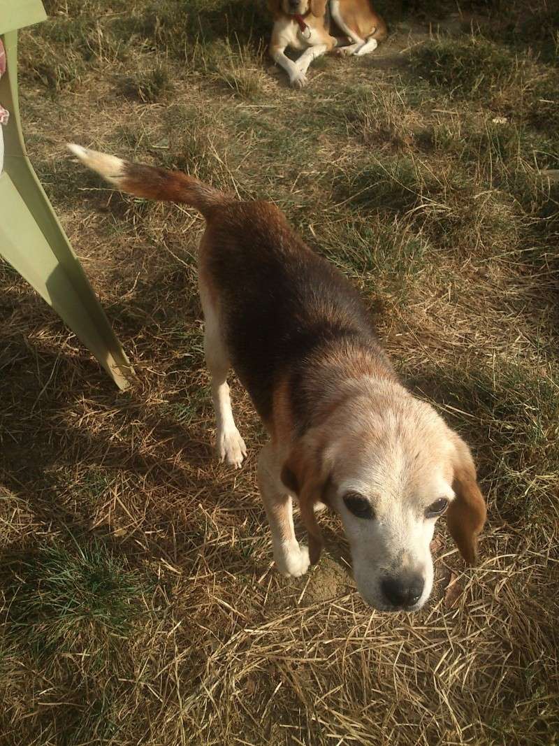 MISS - x beagle  12 ans - La Tribu du Sapeur à Varaville (14) Miss10