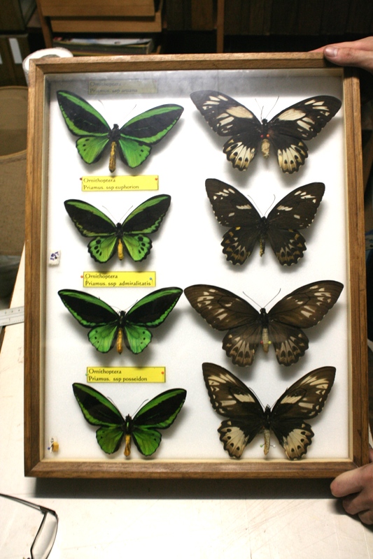 Naturalisation des papillons : Modus operandi et matériel  _mg_6510