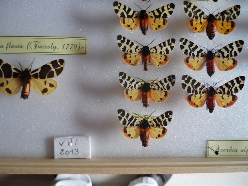 Naturalisation des papillons : Modus operandi et matériel  P1050614