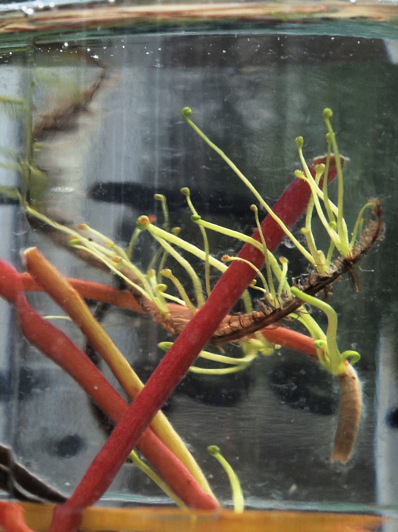 Karnivoren / insektenfangende Pflanzen Teil 1 - Seite 48 2014-017
