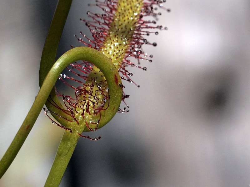 Bild - Karnivoren / insektenfangende Pflanzen Teil 1 - Seite 52 Pb020710