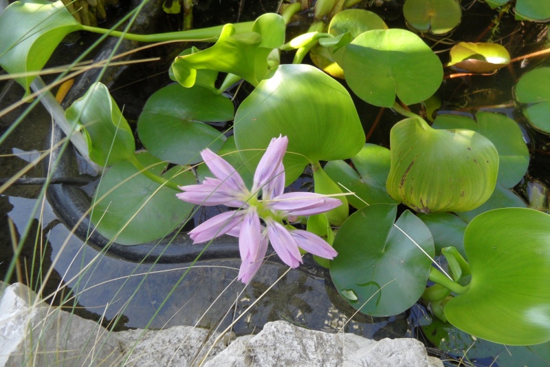 Les plantes aquatiques 00111