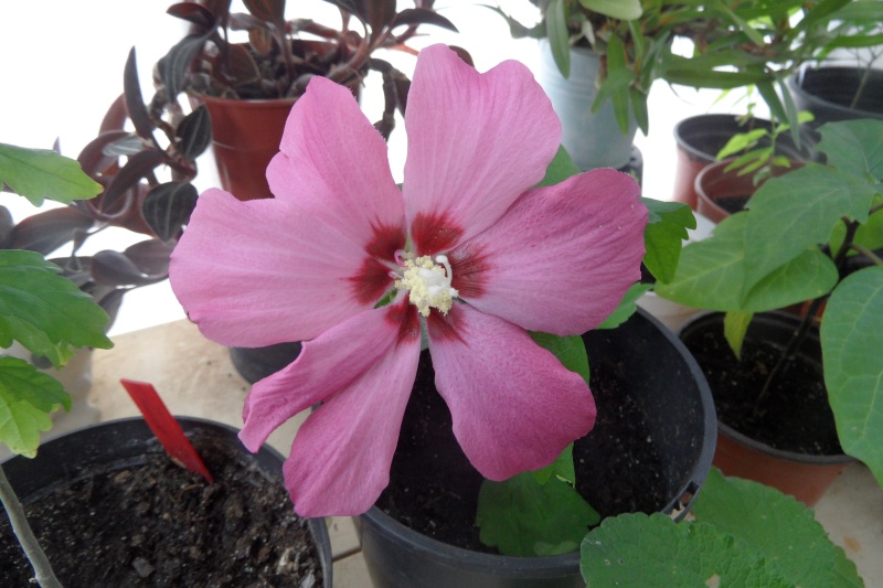 Voici mes hibiscus 00112