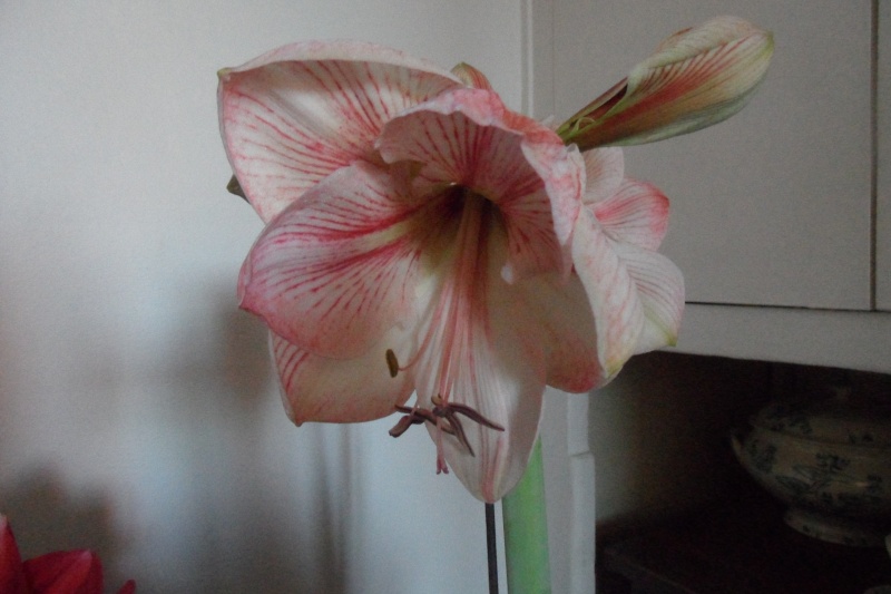 Amaryllis (hippeastrum) -culture, entretien, floraison - Page 9 00319