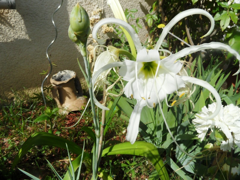 Plantation, culture et floraison des bulbes, des rhizomes, des griffes - Page 2 02912