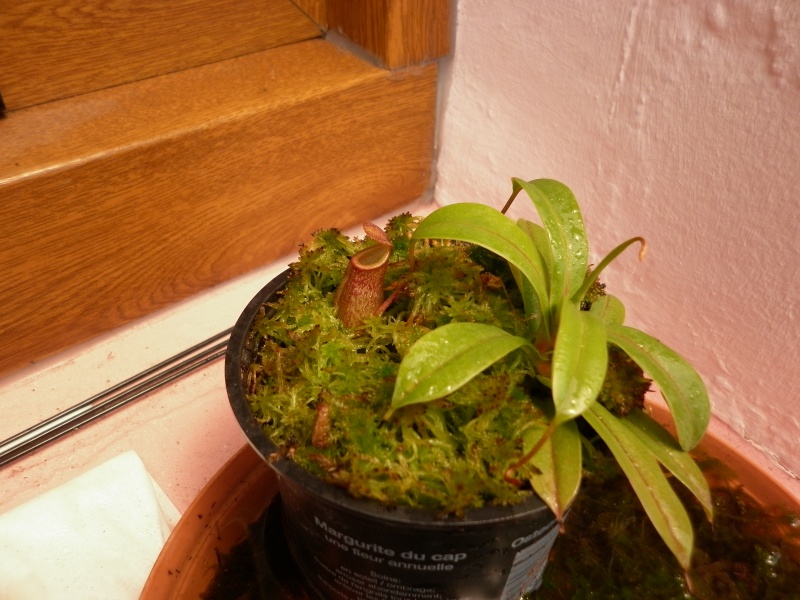 Nepenthes Ventrinermi P1000614