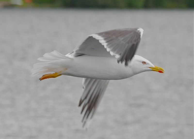 Herring Gulls P1020210