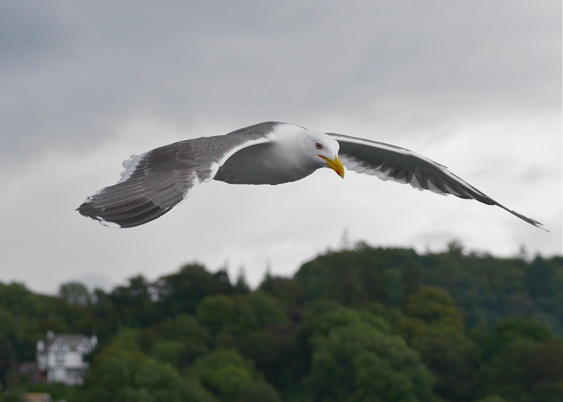 Herring Gulls P1020211