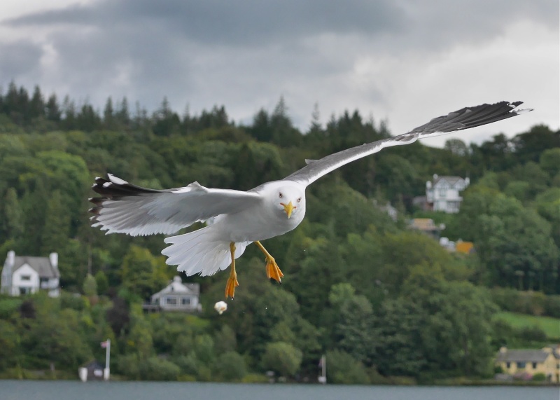 Herring Gulls P1020212