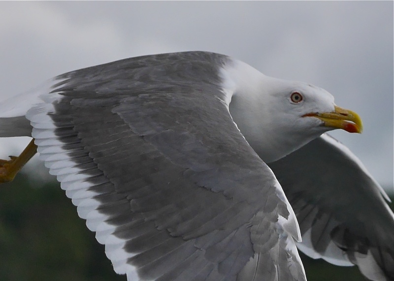 Herring Gulls P1020213