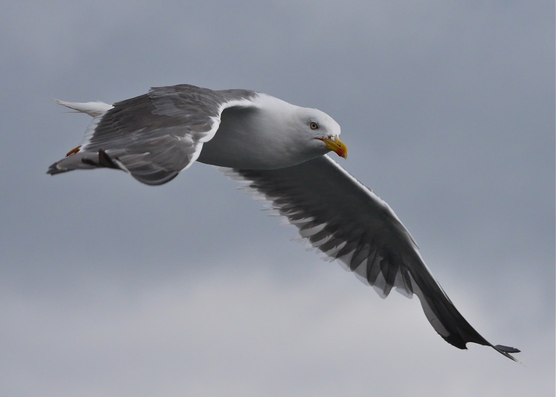 Herring Gulls P1020214