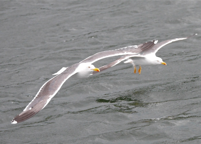 Herring Gulls P1020215