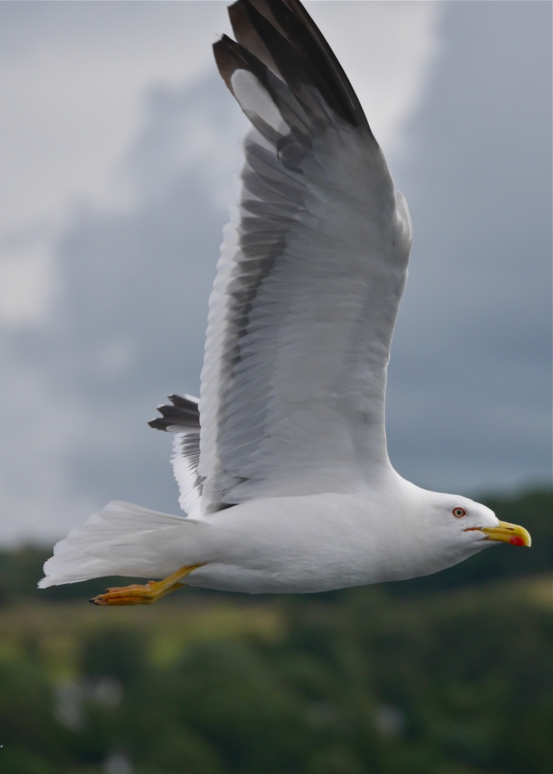 Herring Gulls P1020216