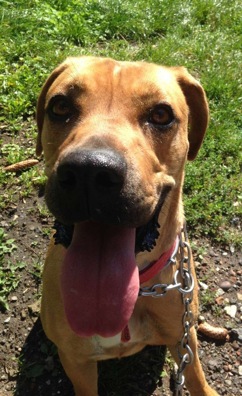 Héra, croisée boxer de 2 ans - Refuge SPA de Forbach (57) Img_3515