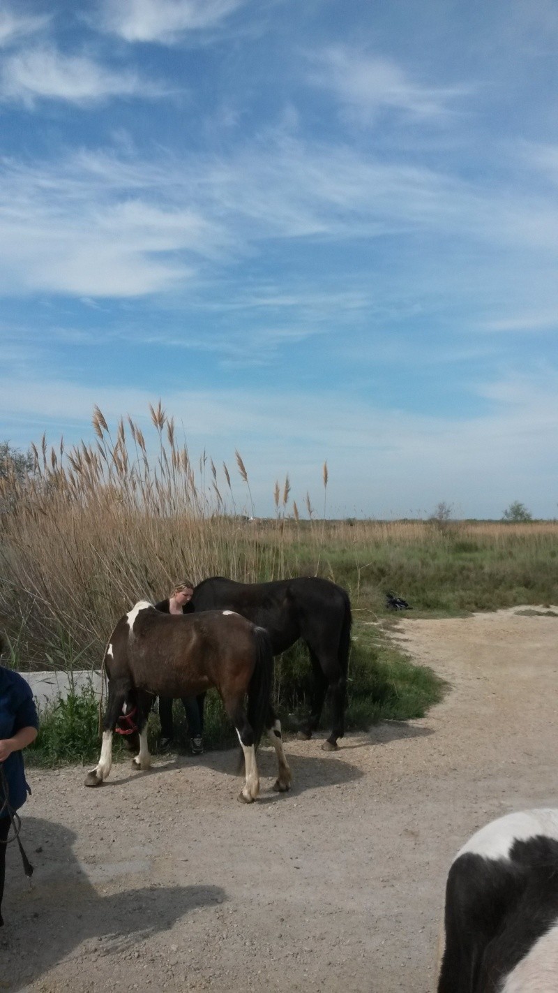 Camargue avril 2014 : on remet ça ! - Page 3 20140415