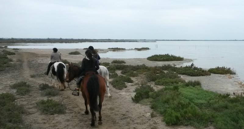 Camargue avril 2014 : on remet ça ! - Page 3 20140429