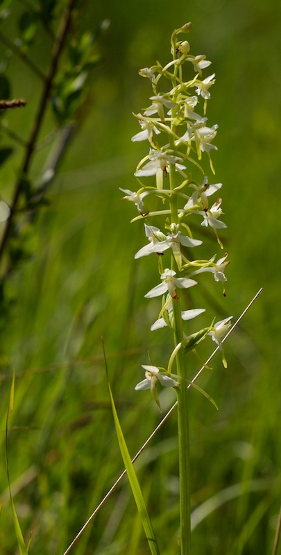 Orchis Blanco10