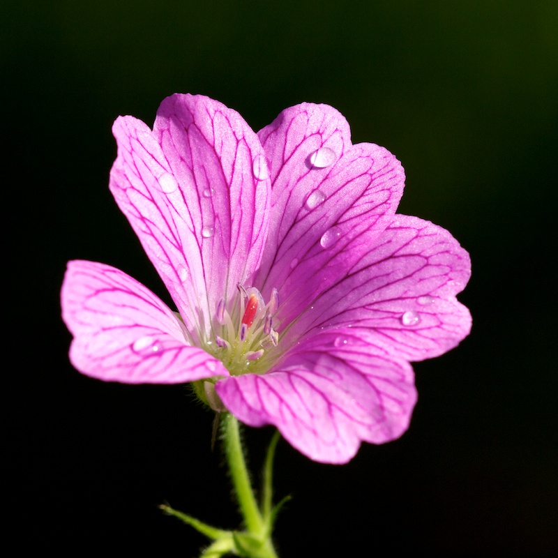 Après la pluie Fleurp10