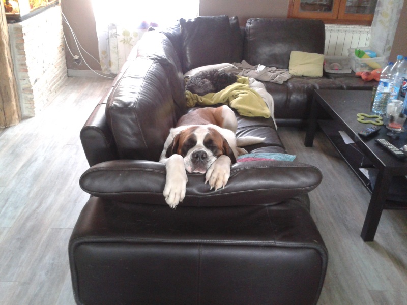 Le lit de votre saint bernard ... - Page 4 2014-010