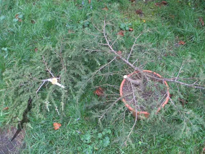 Cedrus Deodara to-be bonsai? 20141011