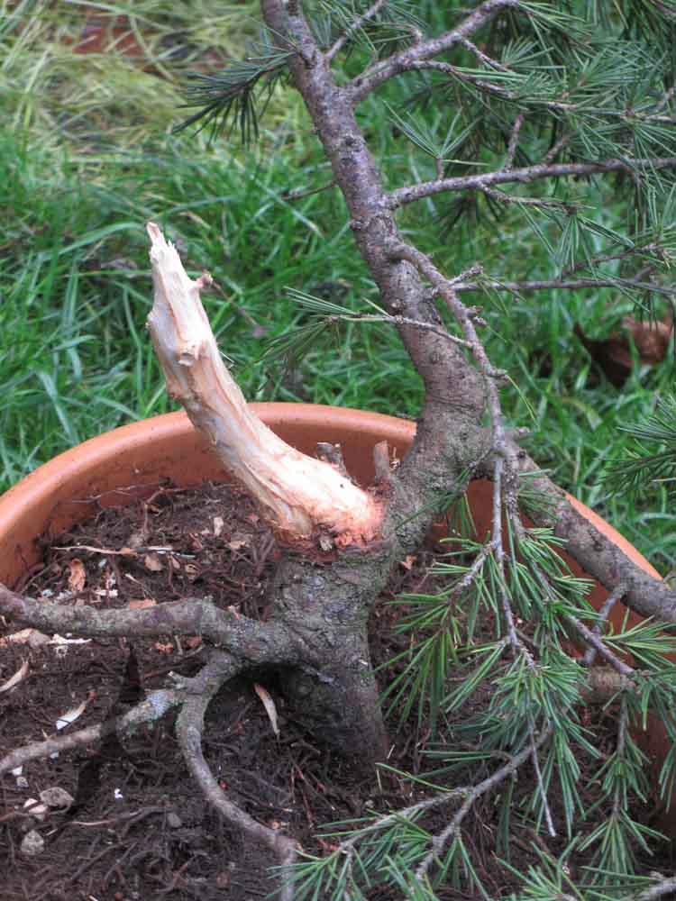 Cedrus Deodara to-be bonsai? 20141012