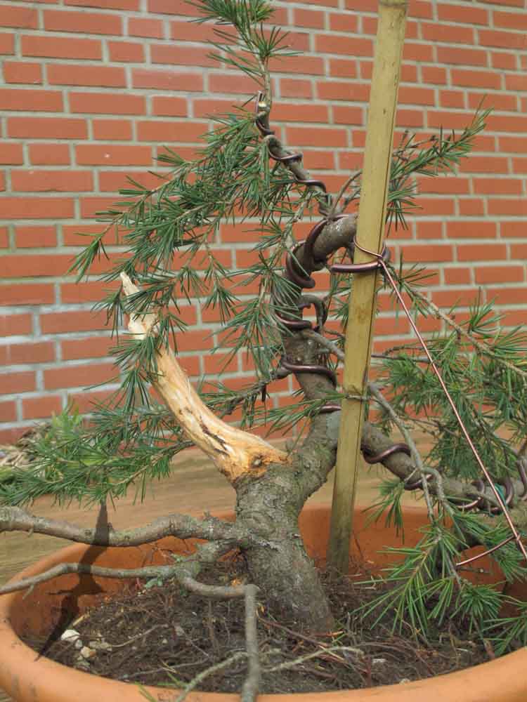 Cedrus Deodara to-be bonsai? 20141013