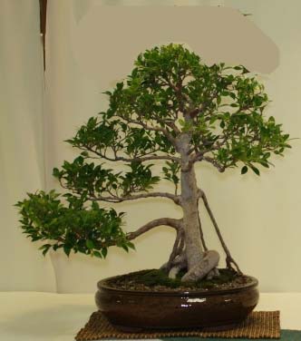 Tony the Tiger Bark Ficus Retusa progression Fig10