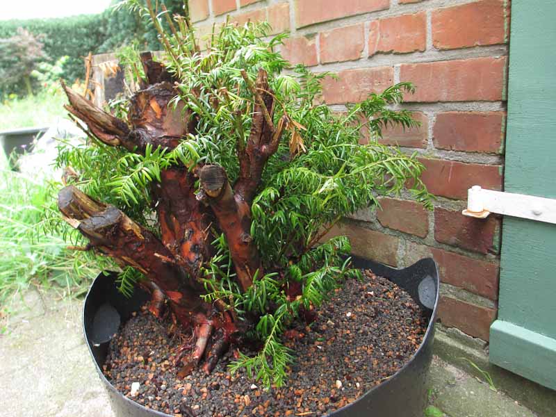 reviving Taxus Tax-111