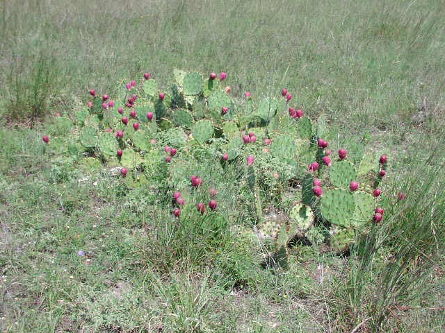 opuntia microdasys - Opuntia microdasys Opunti10