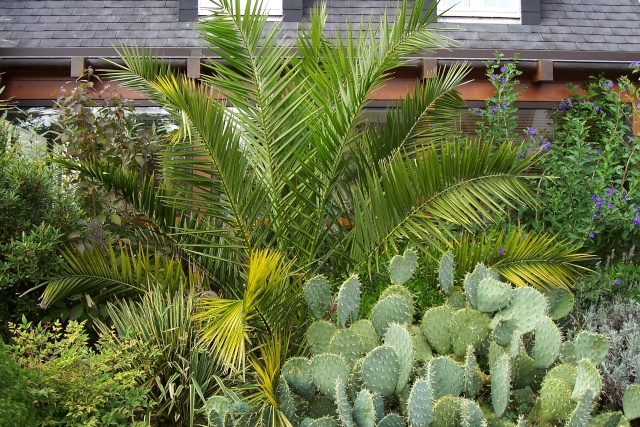 opuntia microdasys - Opuntia microdasys Opunti11