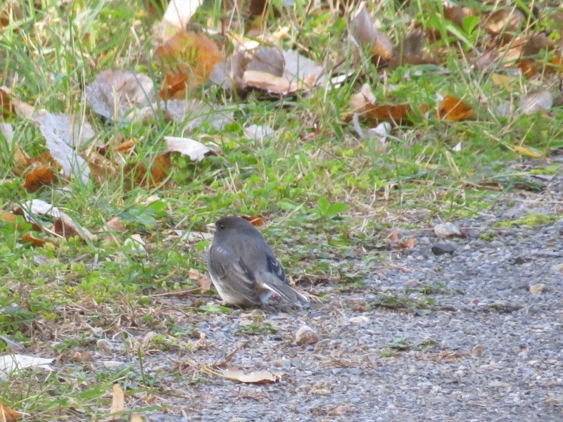 Junco Ardoisé Img_1317