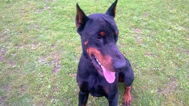 DYRON (doberman) Wp_20114