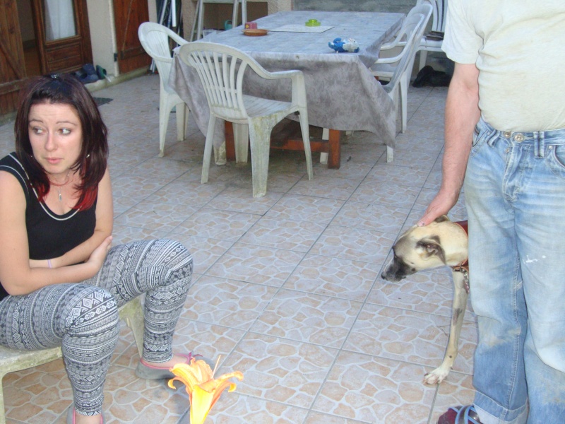 Perla , (squelettique) magnifique galga Scooby France ADOPTEE - Page 7 Dsc05225