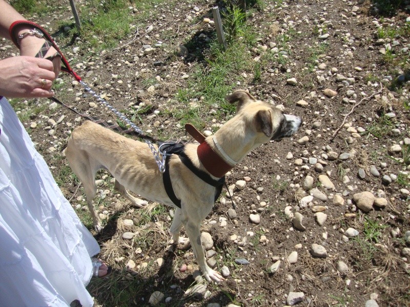 Perla , (squelettique) magnifique galga Scooby France   ADOPTEE  - Page 7 Dsc05231