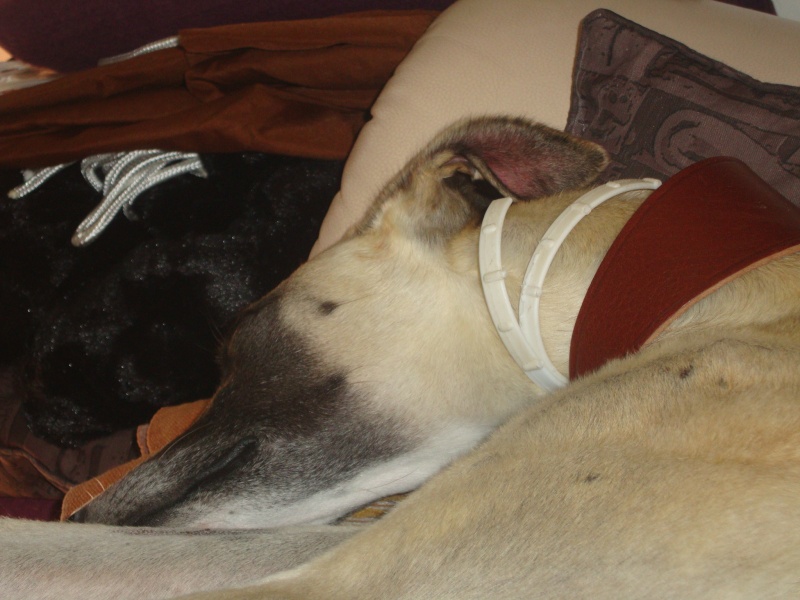 Perla , (squelettique) magnifique galga Scooby France ADOPTEE - Page 7 Dsc05234