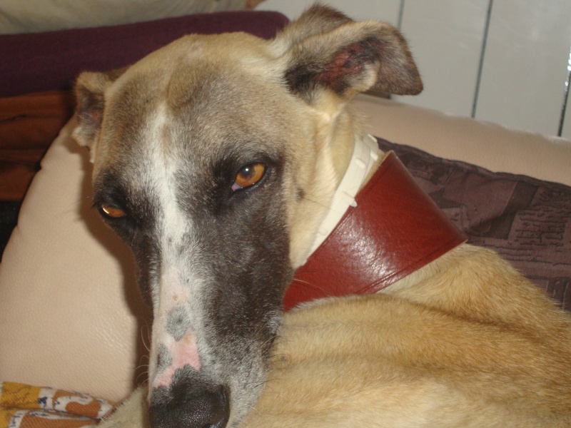 Perla , (squelettique) magnifique galga Scooby France ADOPTEE - Page 7 Dsc05235