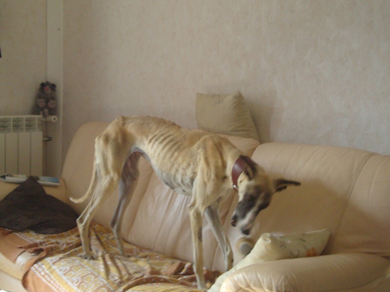 Perla , (squelettique) magnifique galga Scooby France ADOPTEE - Page 7 Dsc05239